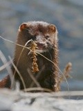 You've always wanted a MINK...here it is :)