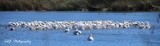 American White Pelicans