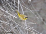 Common Yellowthroat 