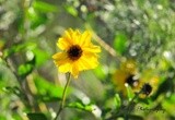 Spring blooms at the Marsh