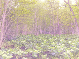 A Marsh in Spring 