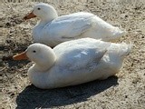 Ducks Two