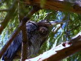 Young Green Heron