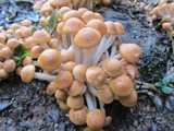 Cluster