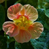 SOFT NASTURIUMS