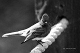 Black Phoebe 