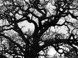 Gnarled Oak, B&W