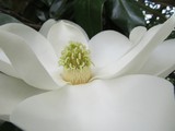 New Magnolia