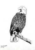 Bald Eagle - 1998 -May 17