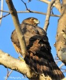 	Cooper's Hawk