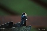 Black Phoebe