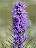 Bottlebrush Blazing Star