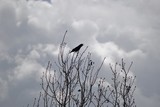 Black Crow and Clouds