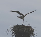Osprey building her nest