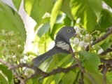 WOOD PIGEON SITTING ON ...