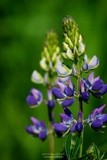 Lupine P6698