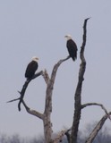 Lake Fork Bald Eagles