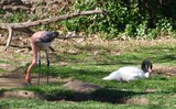 Black-Necked Swan & Young Flamingo