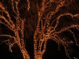 Spanish Moss Lights