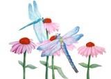 Dragonflies on Cone Flowers