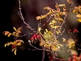 rose hips = vitamin C