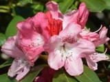 PINK AZALEAS ....