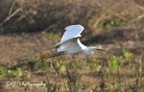 Snowy Egret 