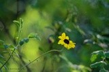 Fall wildflower