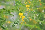 Coffeeweed, Sesbania herbacea