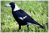 Australian Magpie