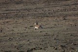 Prong Horn Antelope doe