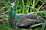 PEAHEN RESTING ..