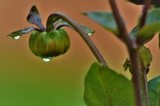 DROPS ON A DAHLIA BUD ..