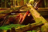 Redwood Forest 