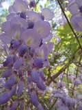 Wisteria