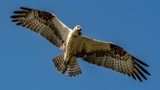 An Osprey Hovers Over a Pond