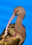 White faced Ibis 