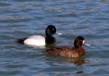 Lesser Scaup Pair 047