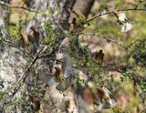 Waxwings Away