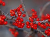 Berries 086