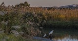 Egrets on Alhambra Creek at Dawn  - October 2019