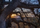 Mt. Diablo in an Oak Frame - November 2022