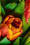 Tulip Treasure