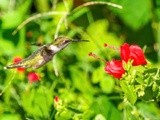 Eyes On The Flower