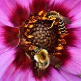 TWO WORKERS ON A DAHLIA ..