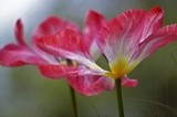 FLOATING TULIPS ..