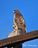 Red Tailed Hawk