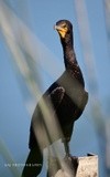 Double Crested Cormorant 