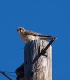 November Kestrel