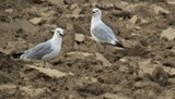 Two Seagulls